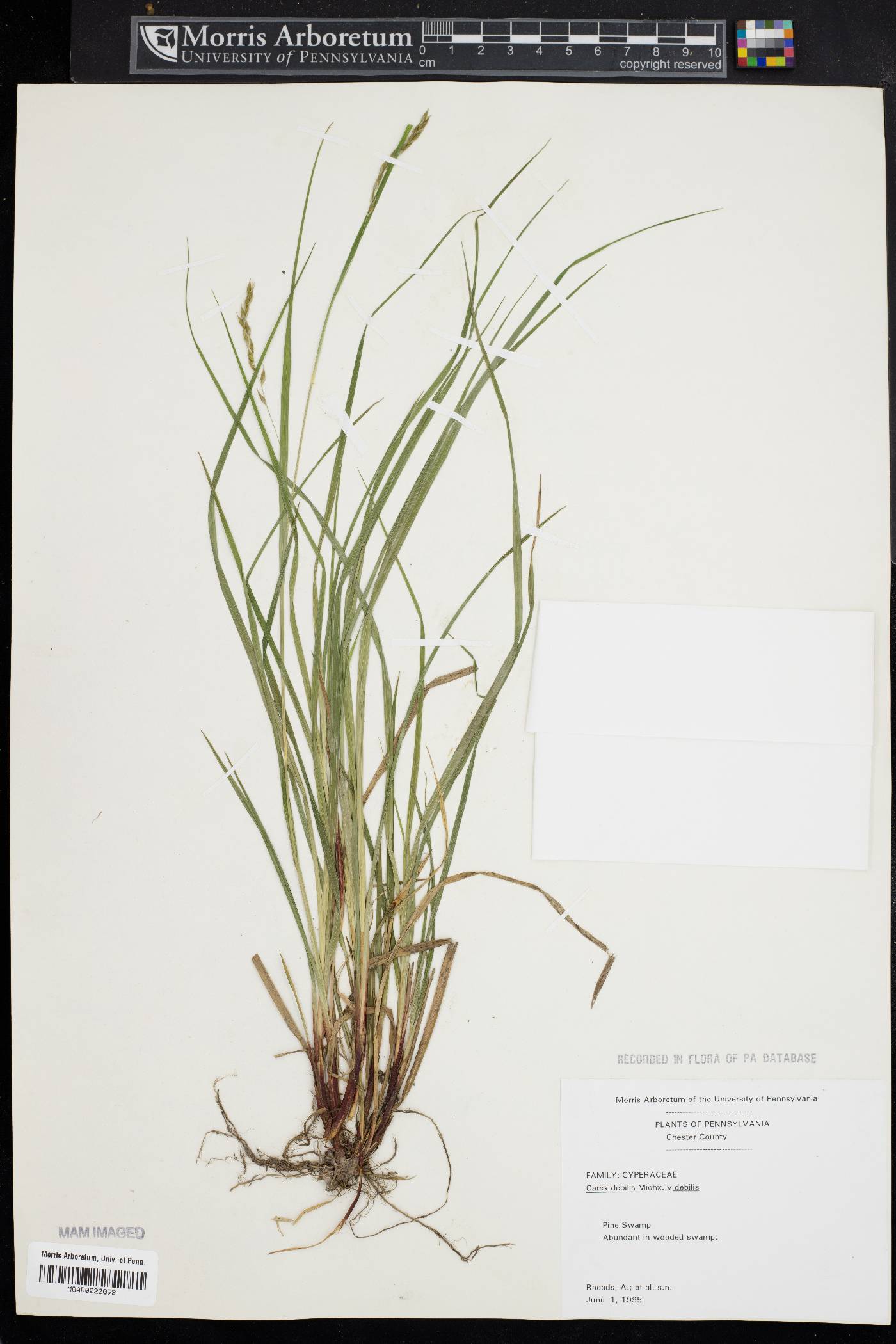 Carex debilis var. debilis image