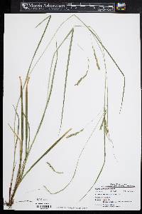 Carex debilis var. debilis image