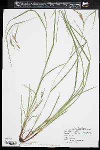 Carex debilis var. debilis image