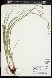 Carex debilis var. rudgei image