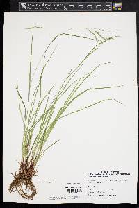 Carex debilis var. rudgei image