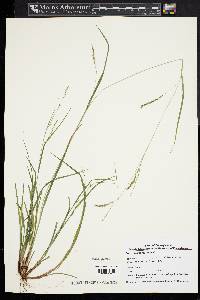 Carex debilis var. rudgei image