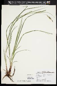 Carex debilis var. rudgei image