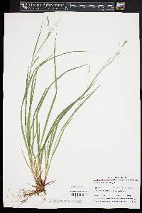 Carex debilis var. rudgei image