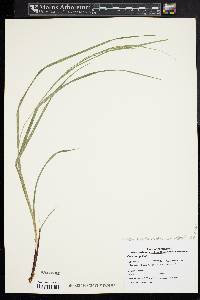 Carex debilis var. rudgei image