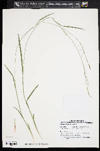 Carex debilis var. rudgei image