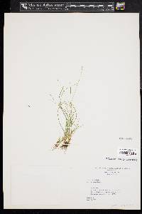 Carex disperma image