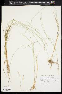 Carex echinata image