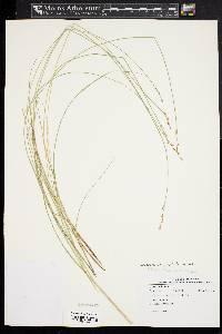 Carex echinata image