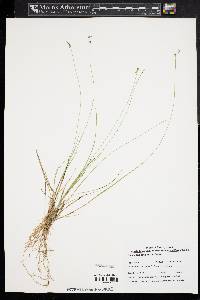 Carex echinata image