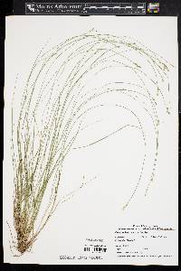 Carex echinata image