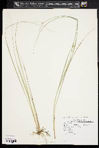 Carex echinata image