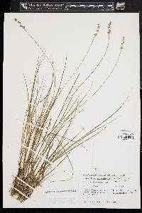 Carex echinata image