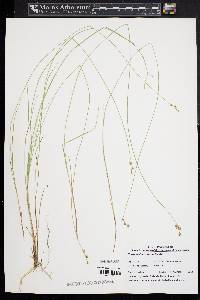 Carex echinata image