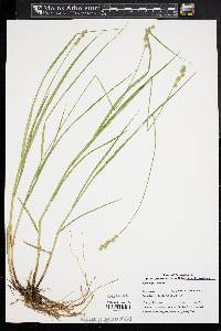 Carex festucacea image