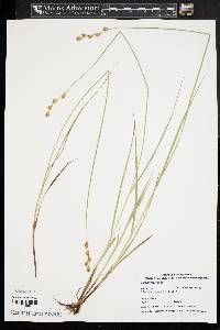 Carex festucacea image