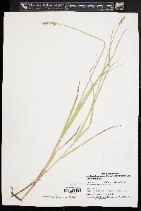 Carex festucacea image