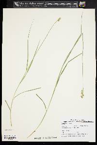 Carex festucacea image