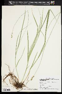 Carex festucacea image