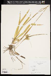 Carex folliculata image