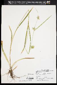 Carex folliculata image