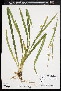 Carex folliculata image