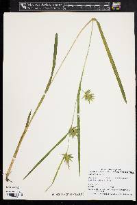 Carex folliculata image