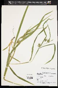 Carex folliculata image