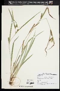 Carex glaucodea image