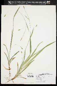 Carex glaucodea image