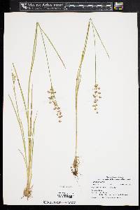 Juncus biflorus image