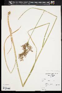 Juncus biflorus image