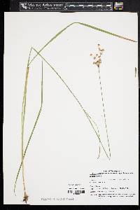 Juncus biflorus image