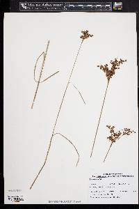 Juncus biflorus image