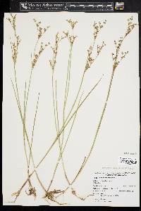 Juncus brevicaudatus image