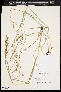 Juncus brevicaudatus image