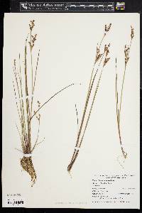 Juncus brevicaudatus image