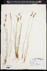 Juncus brevicaudatus image