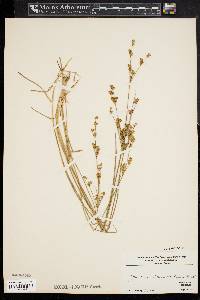 Juncus brevicaudatus image