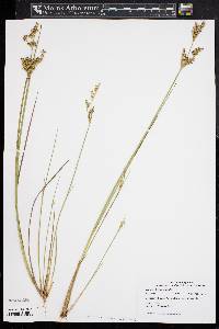 Juncus brevicaudatus image