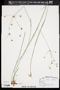 Juncus debilis image