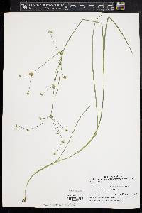 Juncus debilis image