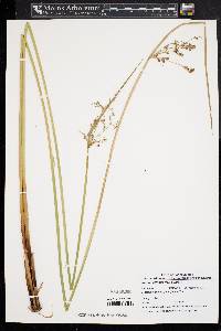 Juncus effusus var. solutus image