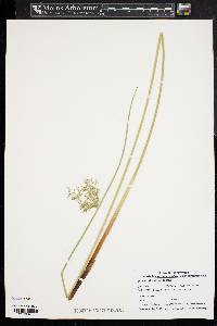 Juncus effusus var. solutus image