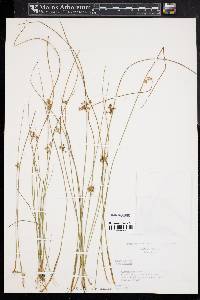 Juncus filiformis image