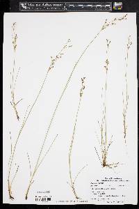 Juncus gerardii image