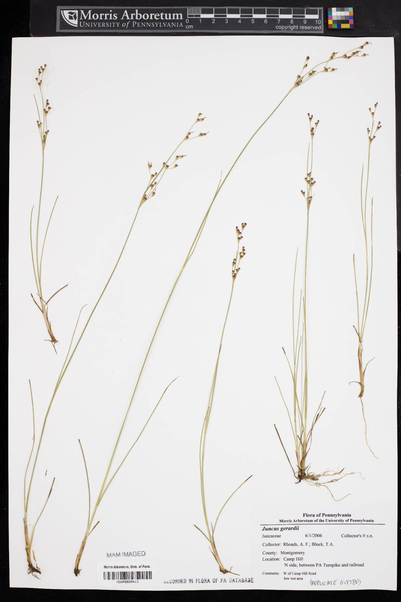 Juncus gerardii image