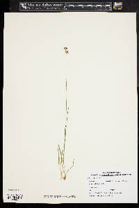 Juncus gerardii image