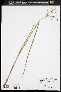 Juncus militaris image