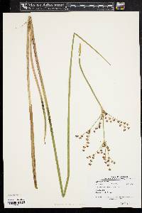 Juncus militaris image